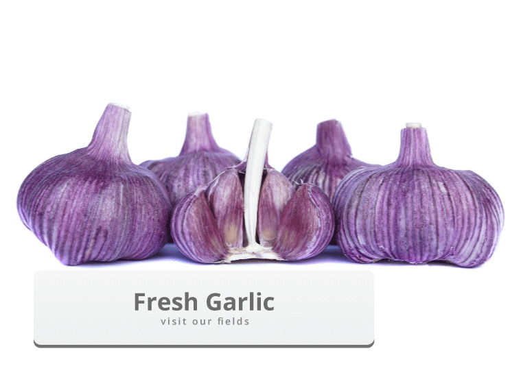 Fresh-Garlic-from-Peru-fields