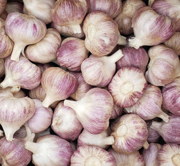 fresh-garlic-from-peru-fields-to-export-packing
